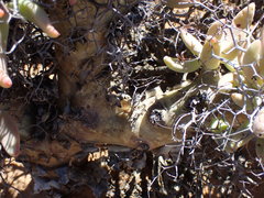 Tylecodon reticulatus