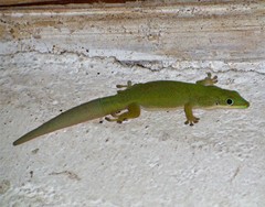 Phelsuma dubia