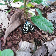 Cyclosia latipennis