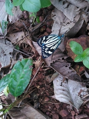 Cyclosia latipennis
