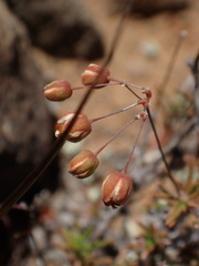 Pharnaceum aurantium