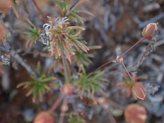 Pharnaceum aurantium