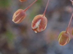 Pharnaceum aurantium