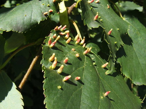 Eriophyes lateannulatus