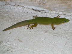 Phelsuma dubia