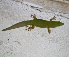 Phelsuma dubia