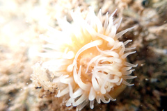 Anthothoe albocincta