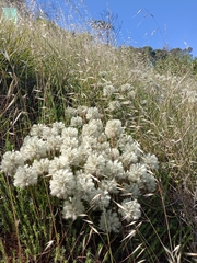 Ptilotus angustifolius