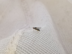 Elachiptera megaspis