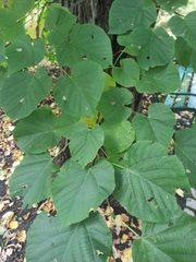 Tilia moltkei