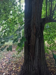 Tilia moltkei