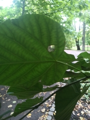 Tilia moltkei