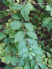 Weigela praecox