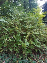 Weigela praecox