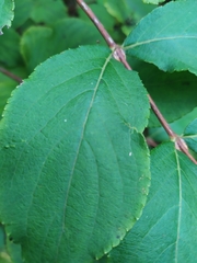 Weigela praecox