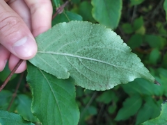 Weigela praecox