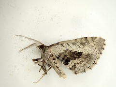 Asaphodes