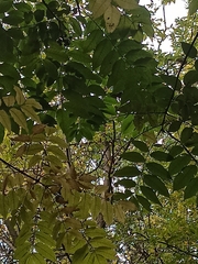 Phellodendron japonicum