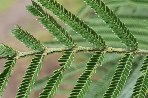 black wattle