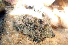 Meridiastra occidens