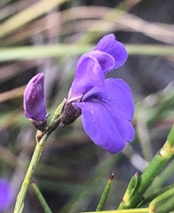 Amphithalea biovulata