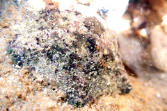 Meridiastra occidens