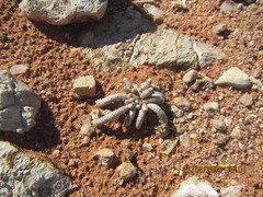 Anacampseros albissima