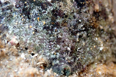 Meridiastra occidens