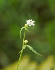 Hydrocotyle geraniifolia