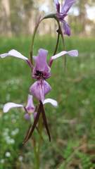 Diuris dendrobioides