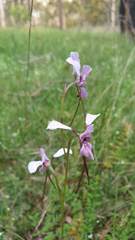 Diuris dendrobioides