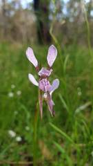 Diuris dendrobioides