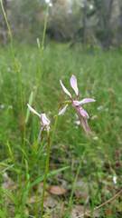 Diuris dendrobioides