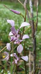 Diuris dendrobioides