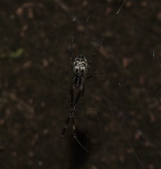 Waitkera waitakerensis