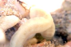 Sycozoa cerebriformis