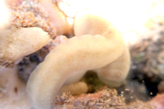 Sycozoa cerebriformis