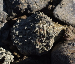 Hippopus