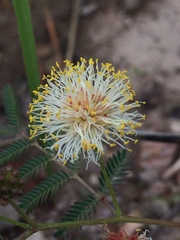 Desmanthus cooleyi