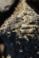 Hippopus