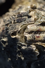 Hippopus