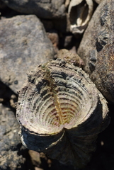 Hippopus