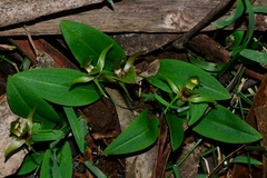 Chiloglottis jeanesii