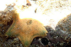 Meridiastra