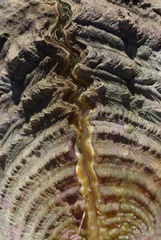 Hippopus