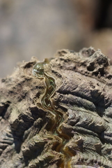 Hippopus