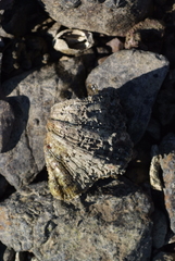 Hippopus