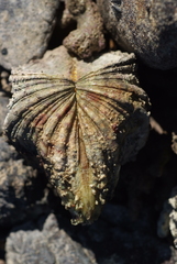 Hippopus