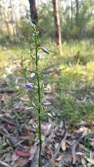 Dianella caerulea cinerascens