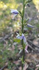 Dianella caerulea cinerascens